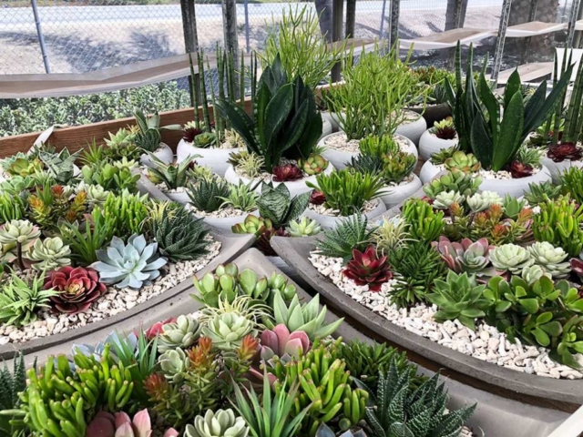 interior plant design california